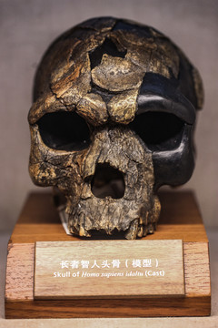 古人类头骨标本