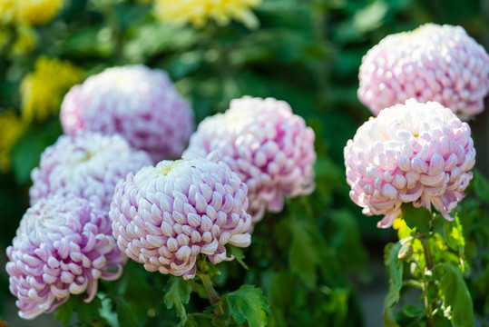 菊花