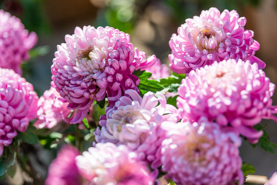 菊花