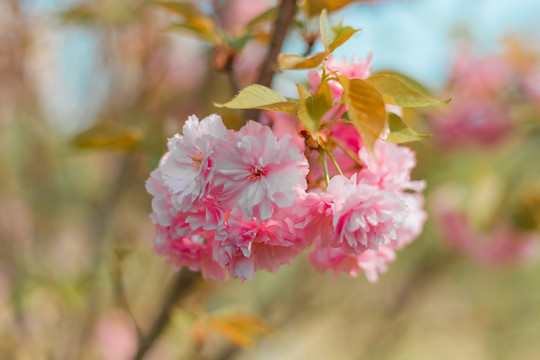 樱花