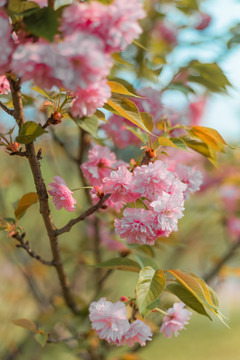 樱花