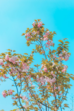 樱花