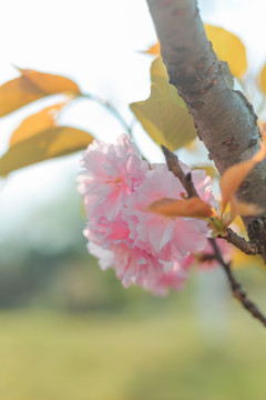 樱花
