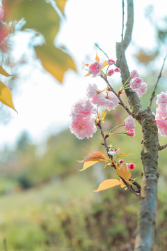 樱花