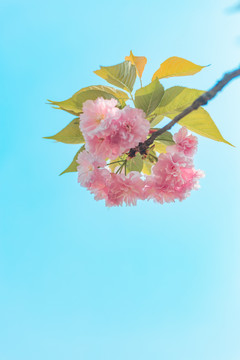 樱花