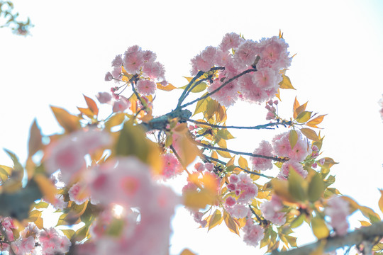 樱花