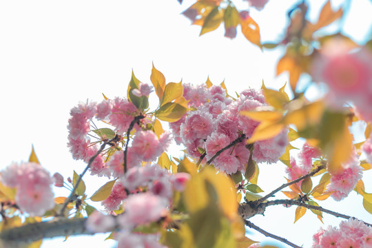 樱花