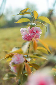 樱花