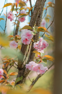 樱花