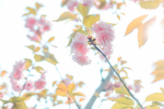 樱花