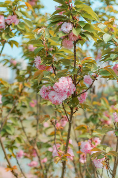 樱花