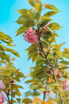 樱花