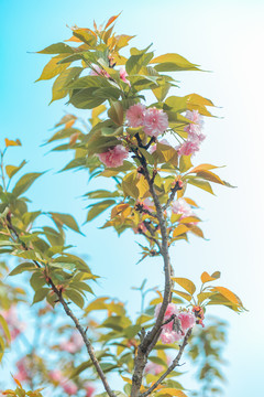 樱花