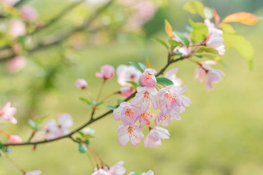 樱花