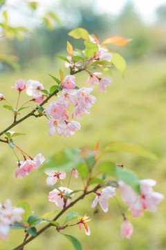 樱花