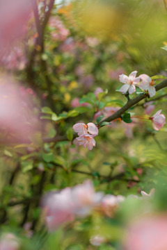 樱花