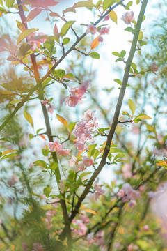 樱花