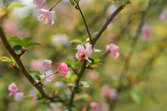樱花