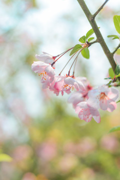 樱花