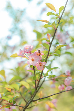樱花