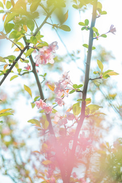 樱花