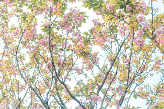 樱花