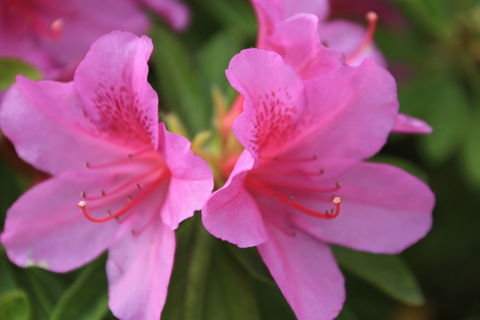 杜鹃花