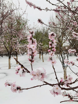 傲雪杏花