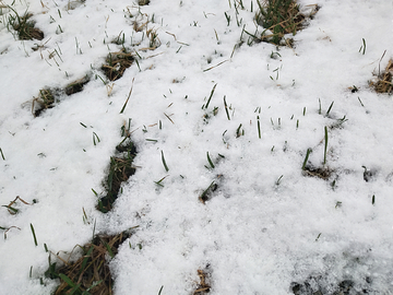 雪