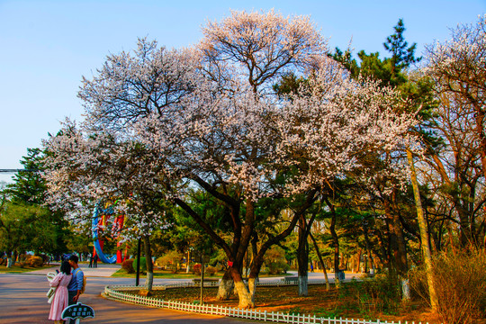 公园路边满树盛开白花的树