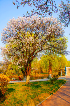 公园人行路边盛开着白花的树