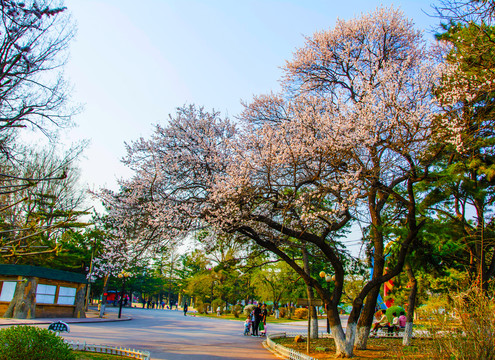 公园人行小路边绽放着白花的树