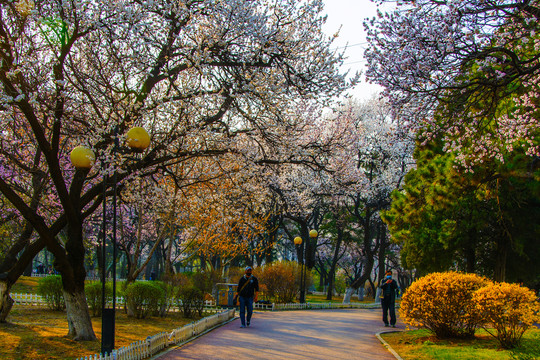 公园人绽开着白花的树与人行路