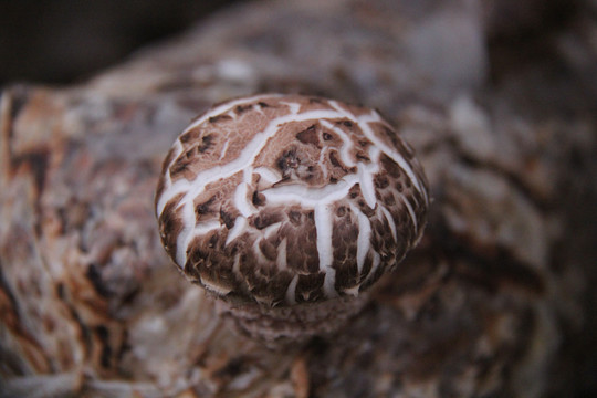 香菇
