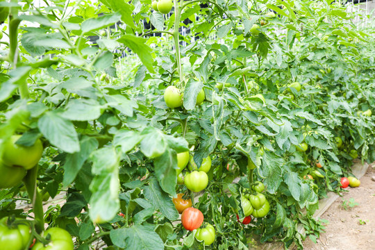 西红柿大棚种植