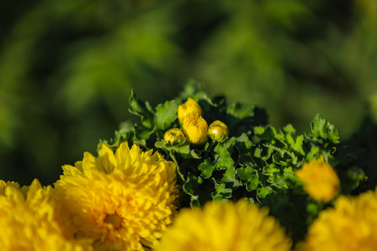 盛开的菊花