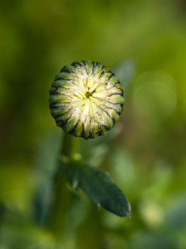 野花
