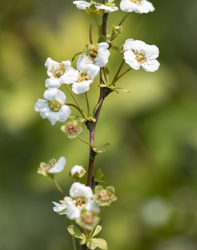 白色的小花