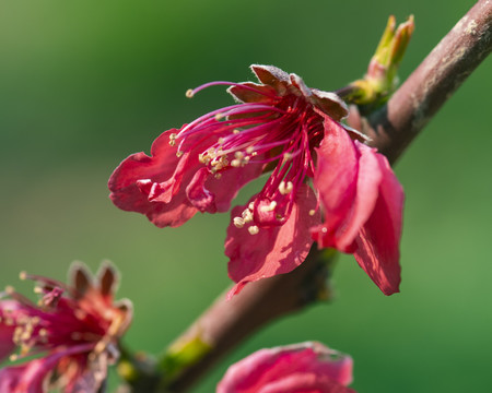 红桃花