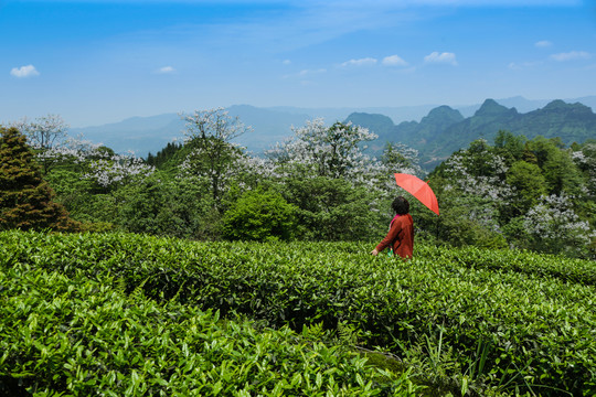 美丽的茶山与美女