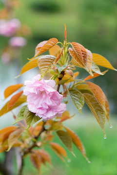 樱花初春雨季雨水雨滴