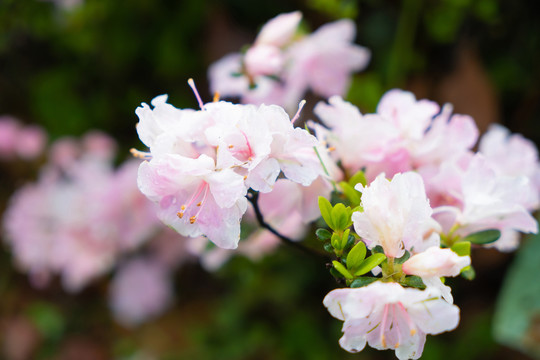 白粉色杜鹃花枝头桃花春季