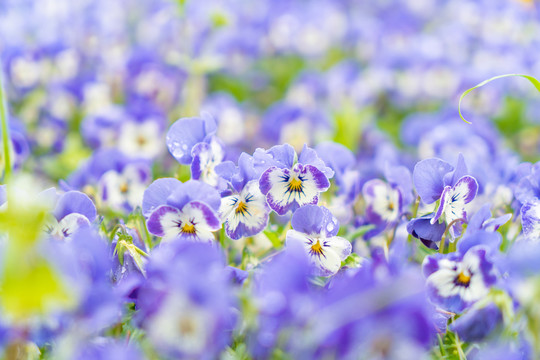 紫色小花花丛植物春天雨后
