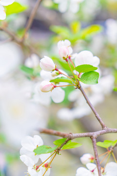 白粉色樱花花苞枝头雨中雨水