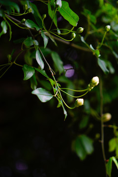 黄色小花藤蔓雨中花苞特写