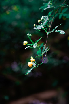 黄色小花藤蔓雨中花苞特写