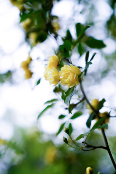 黄色小花藤蔓雨中花苞特写