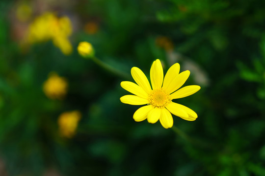 野菊花黄色特写近景微距