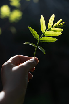 首纳逆光透光叶子植物春夏天