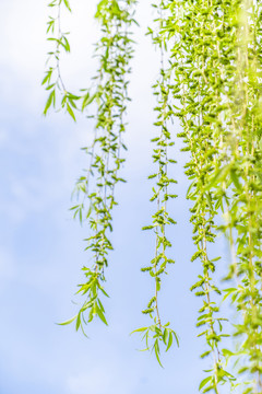 蓝天柳叶叶子植物春夏天